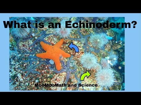 Echinoderm Facts