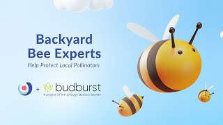 Varsity Tutors' StarCourse - Backyard Bee Experts: Help Protect Local Pollinators with Budburst