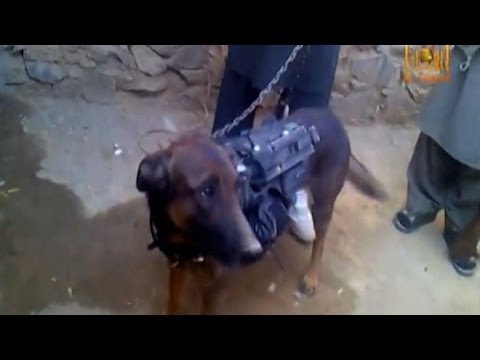 Perro militar "capturado" por talibanes