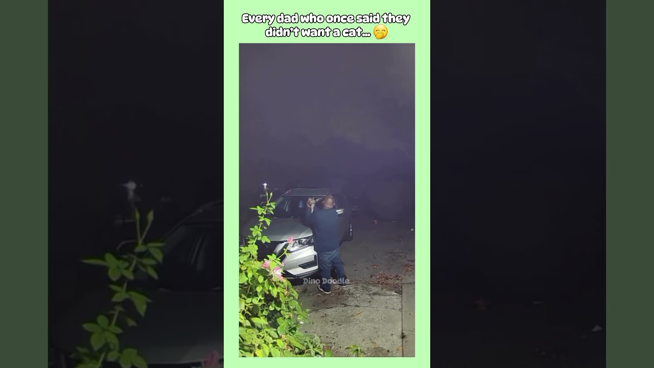 Average cat Dad behavior #funnyanimals