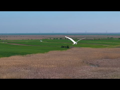 Flying with an Egret | DJI Air 3S Tele Lens Over Lake Bistreț, Romania 🕊️🌿