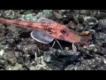 Sea Robin (Triglidae Sp.) Walking On The Ocean Floor