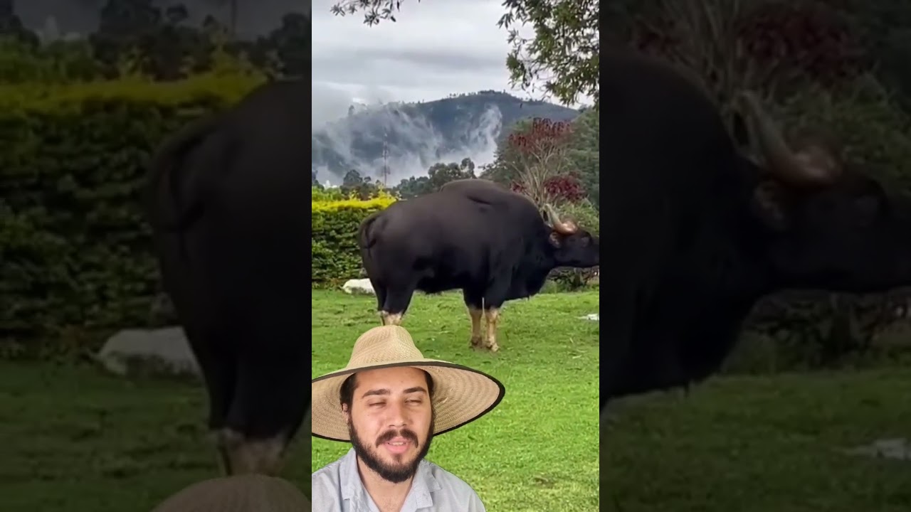Gauro o Fisiculturista da natureza kk