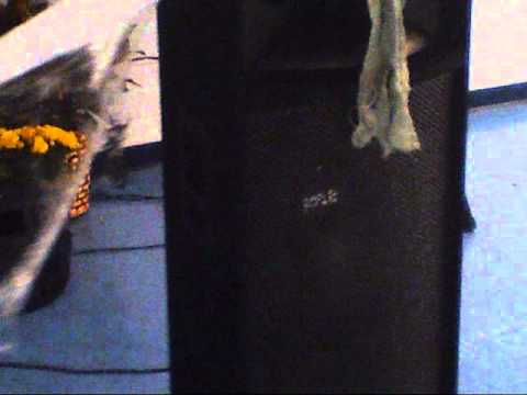 DJ PrimeTime Halloween Party Sneak Peek!