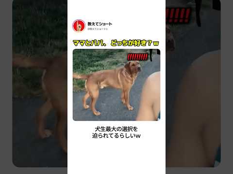 ママとパパ、 どっちが好き？ｗ