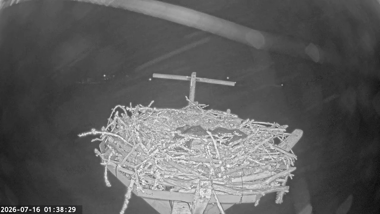 Live webcam view of Alyth Substation Osprey Nest