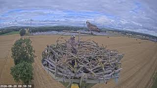 SSEN Alyth substation Osprey nest camera live webcam