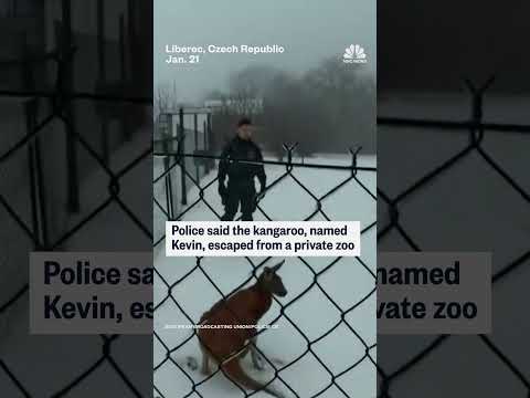 Police chase a kangaroo through a village in the Czech Republic