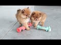 Pomeranian dogs for sale: Oscar - Video 1