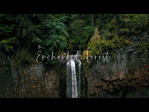 The Enchanted Forest: A Cinematic Adventure in 4K