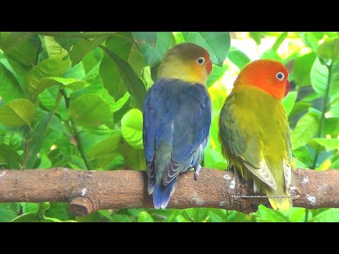 Lovebird Sounds from Parblue Violet Fischer's & Pastel Green Opaline Fischer's