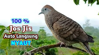 Download lagu Suara Burung Perkutut Pikat Gacor Memanggil Temannya  mp3
