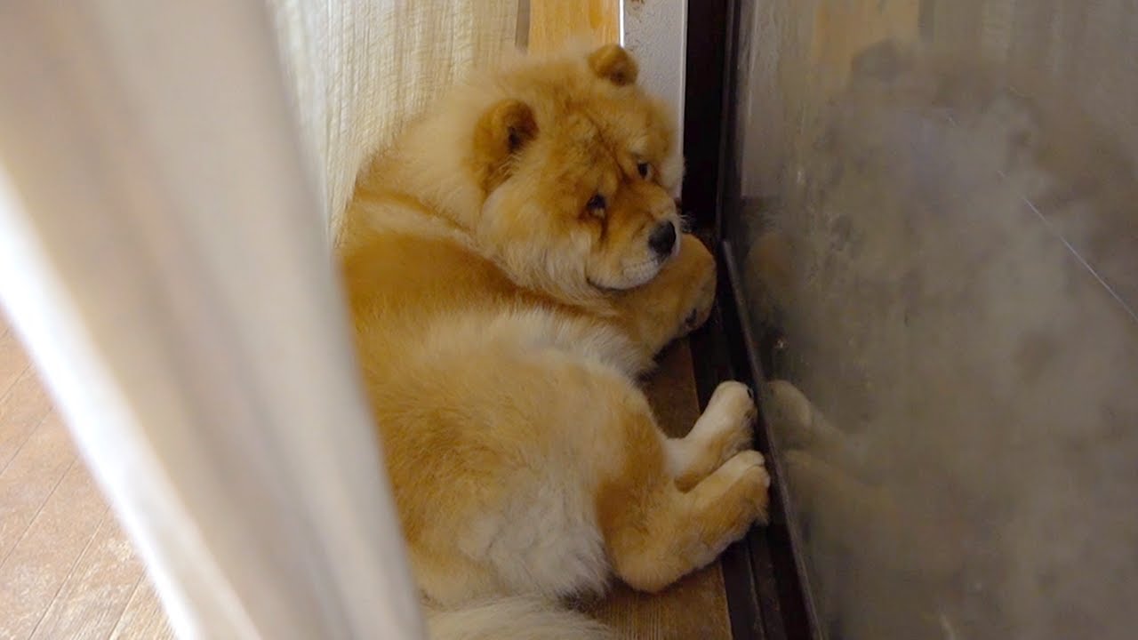 就寝前はお気に入りのスポットで夜風を浴びるチャウチャウ犬