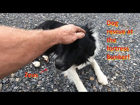 Dog rescue at the fortress Bunker!