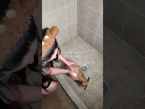 ¿Como es tu perrito ? 🐶✨💕 #cecimaldonado #bañoperruno