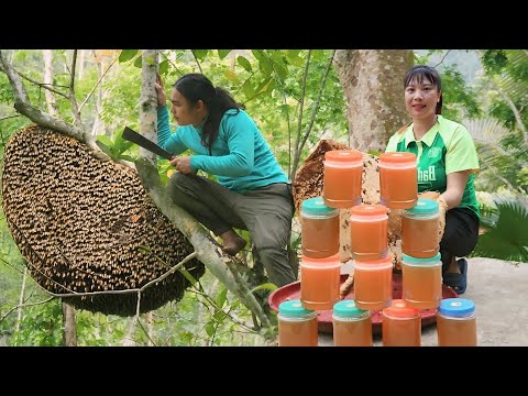 Harvesting giant honey, selling it at the market and making traditional leaf yeast to make wine.