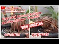 Reposisi Bonsai Kelapa Menjadi Akar Terbalik