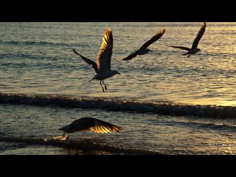 Levithan - Birds Over The Ocean