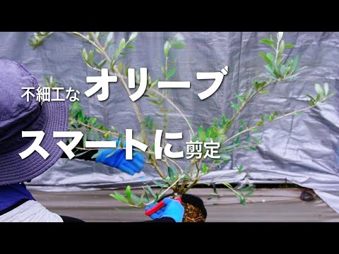 オリーブの木の木灰: それは本当に効果的な天然肥料ですか?  庭園