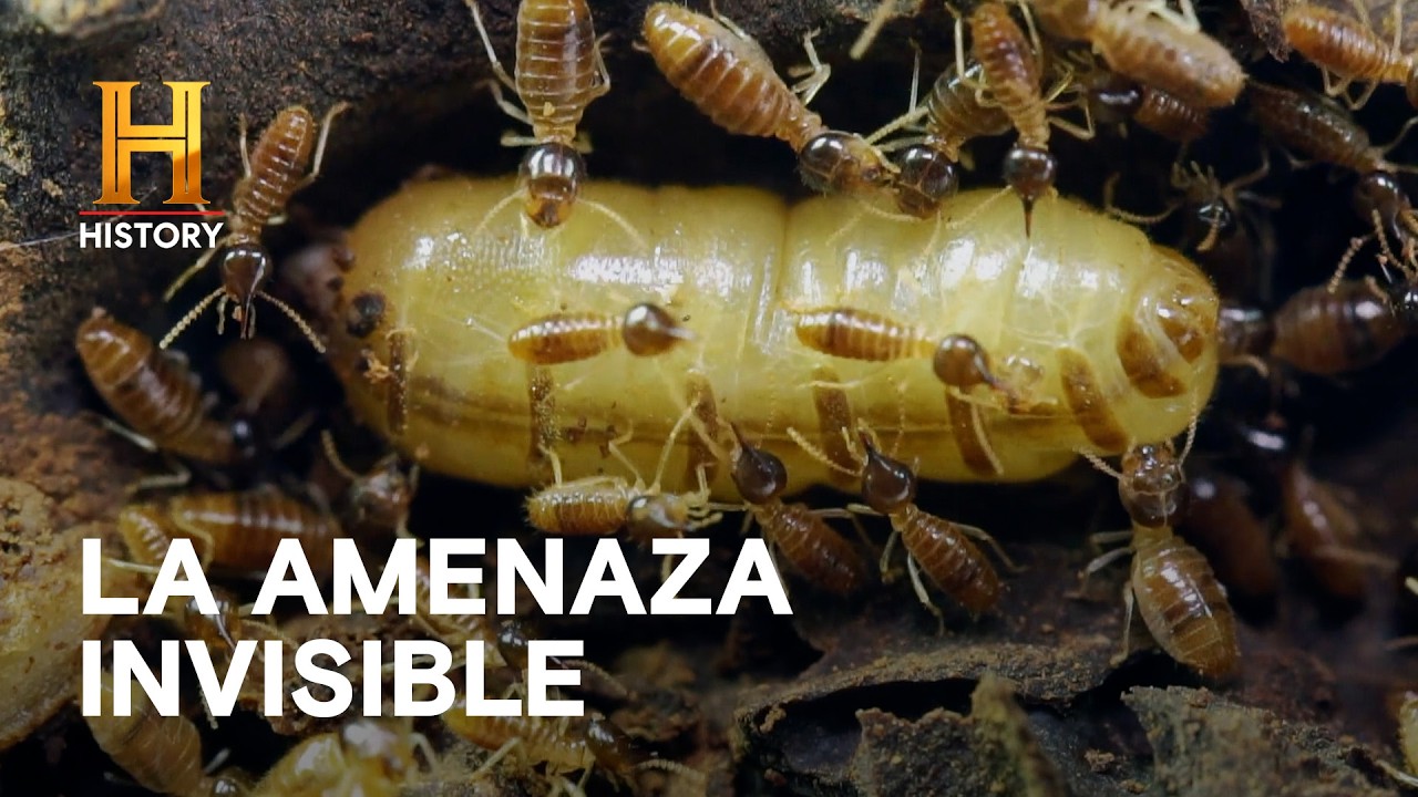 Los sobrevivientes invisibles - LA TIERRA SIN HUMANOS