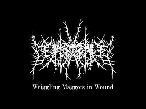 注射針混入豚　Wriggling Maggots in Wound