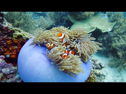 Ocean's Hidden Treasures: 5 Cool Sea Anemone Facts