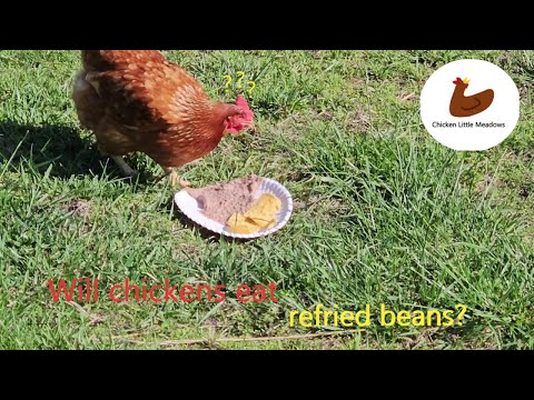 Can Chickens Have Refried Beans