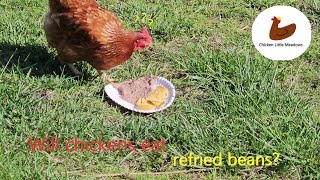 Do chickens like refried beans #chicken #backyardchickens