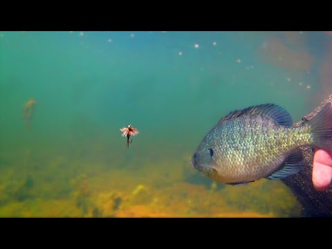 Underwater Bluegill Strikes - Classic Fly Patterns