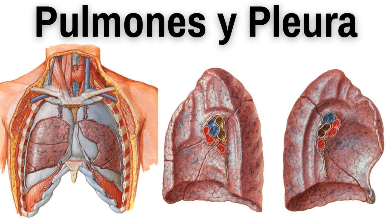 ANATOMÍA DE LOS PULMONES Y PLEURA