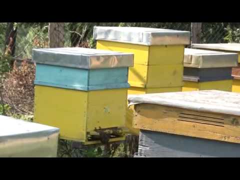 Naša priča ep.147 15.06.2018. - Proizvodnja kupina - Novo Selo, Sokobanja