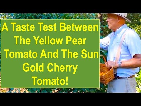 , title : 'A Taste Test Comparison Between the Yellow Pear Cherry Tomato and the Sun Gold Cherry Tomato'