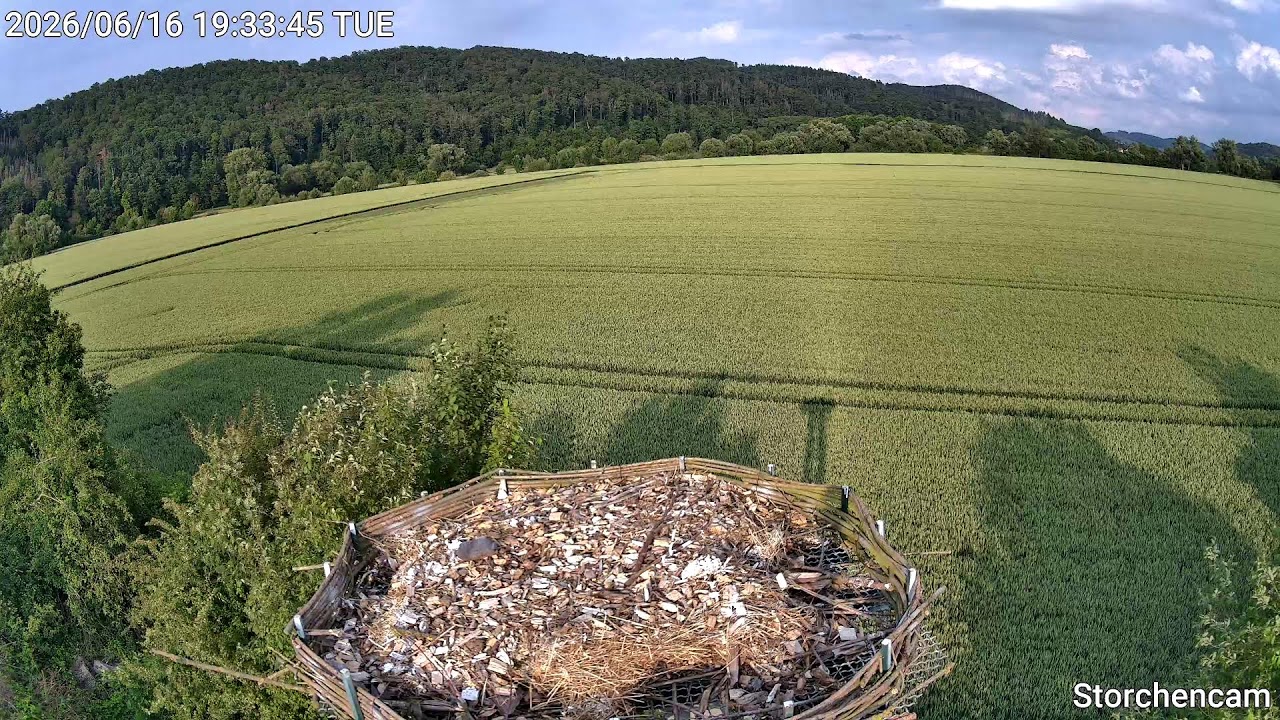 Live webcam view of Föhrste Stork Nest Cam