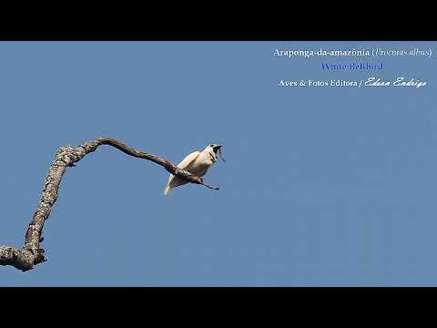 Araponga-da-amazônia (Procnias albus) White Bellbird