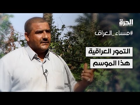 شاهد بالفيديو.. توقعات بإنتاج وفير من التمور العراقية هذا الموسم