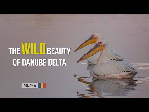 WILD BEAUTY of the DANUBE DELTA, Romania | MILA 23 | 4k