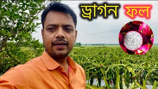 Dragon ফলের চাষ, পশ্চিম মেদিনীপুরে কেশপুর থানার অন্তর্গত l ড্রাগন ফলের উপকারিতা? ?