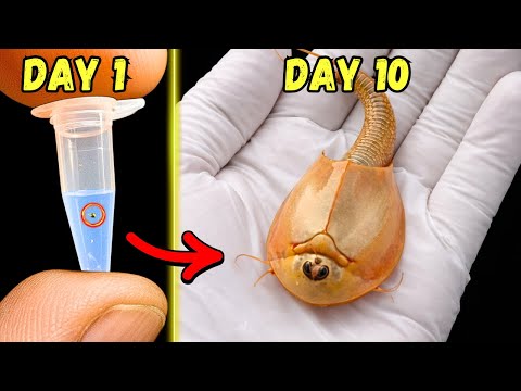 I Raised 200-Million-Year-Old Pet Fossils