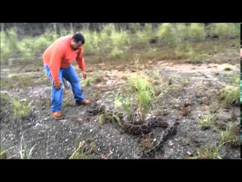 Wild Python Capture with Ruben Ramirez