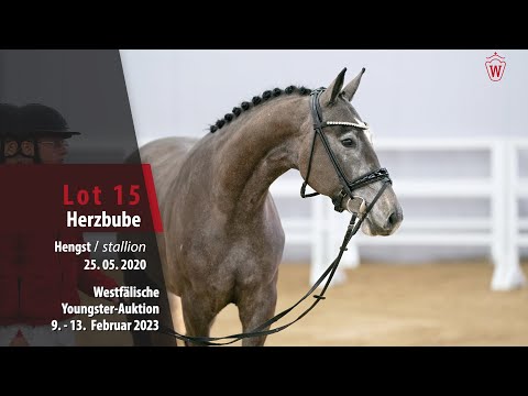 Youngster Online-Auktion Lot 15 Herzbube Hengst v. Hickstead White - Coupe de Coeur