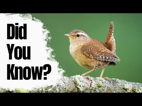 Most People Don't Know These Wren Facts
