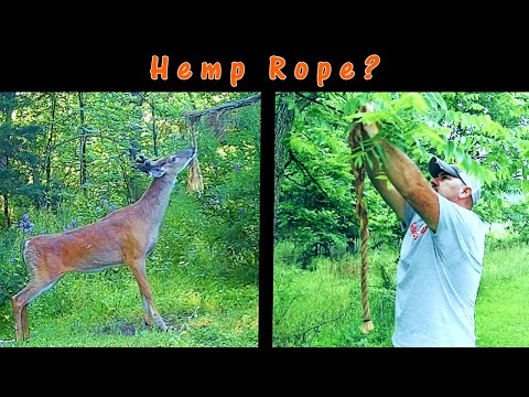 3 Important DO's and DON'Ts Licking Branches for Whitetail Deer: Do Deer Like Hemp Rope?