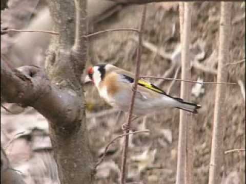 grdelin,batuda,spot...