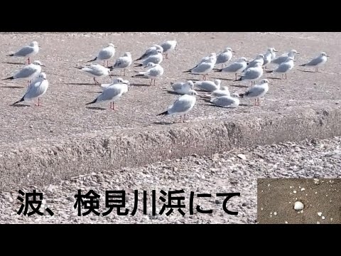 波、検見川浜にて  Waves on Kemigawahama Video