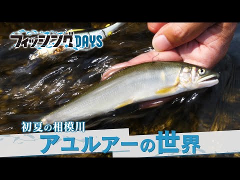 【フィッシングDAYS】#109 初夏の相模川　アユルアーの世界