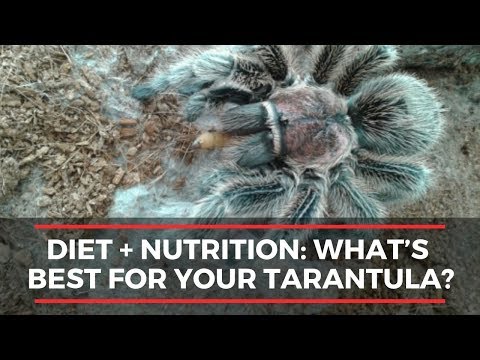 Tarantula Diet + Nutrition: What’s Best For Your Tarantula?