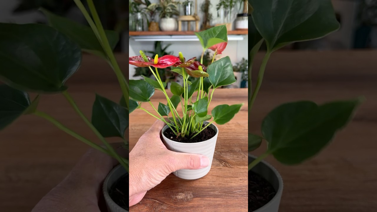 How to create self-watering vase for tiny plant plant.