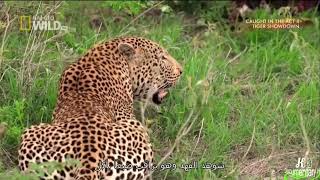 Caught in the Act 4 : Male Leopard Attacks Hyena