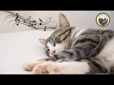 Healing Music Specially Designed for Cats (with purring cat sounds)