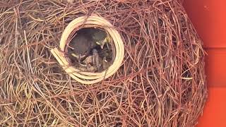Wren Chicks waiting on Mum to bring food. Close up inside nest. Spring 2023